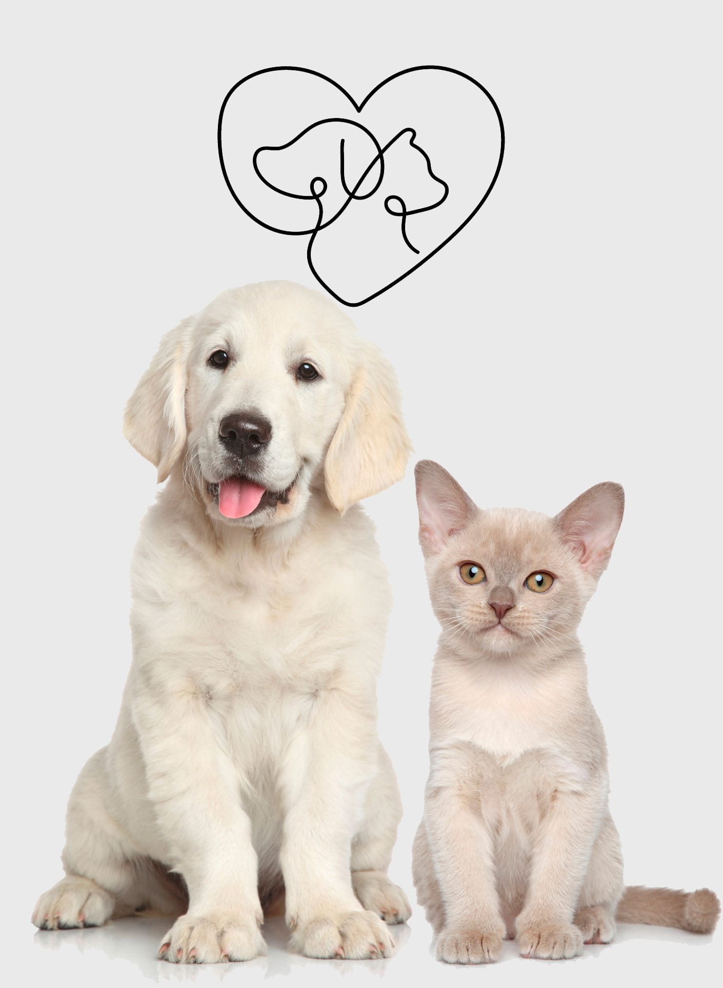 cachorro e gato juntos menor