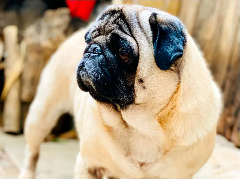 Pug cuidados com filhotes pele e alimentacao