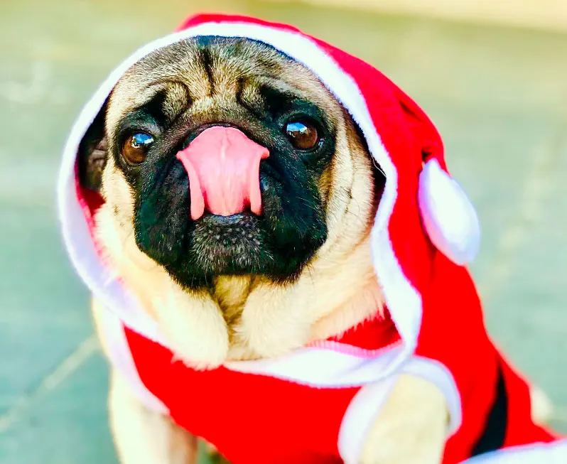 pug alimentacao e cuidados