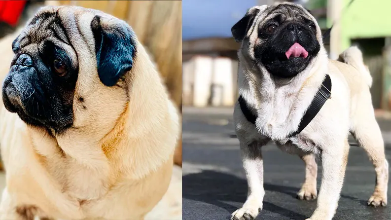 Blog 14 raca cachorro pug